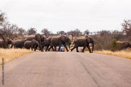 A large herd of elephants cross the road together, while protecting the calf elephants, in the Kruger national park, South Africa.