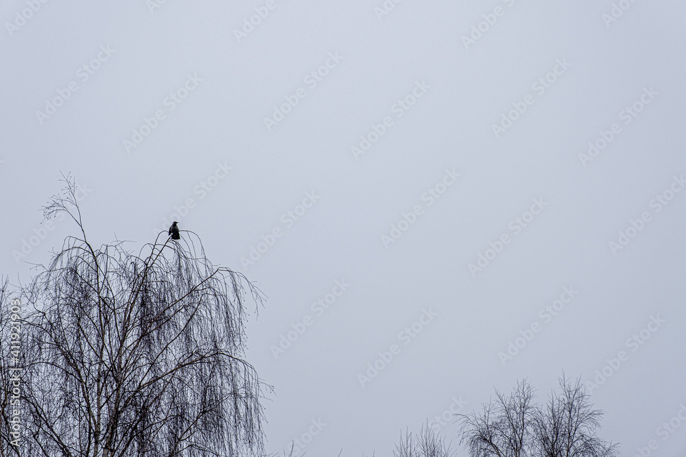 A black crow sits on the branches of a leafless tree. A black crow sits on the branches of a leafless tree.