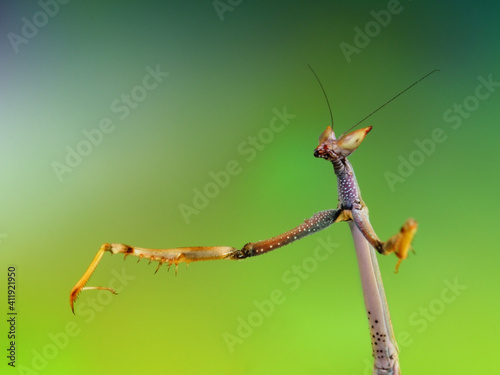 Heterochaeta sp. mantis with his characteristic beyond © Sebastian