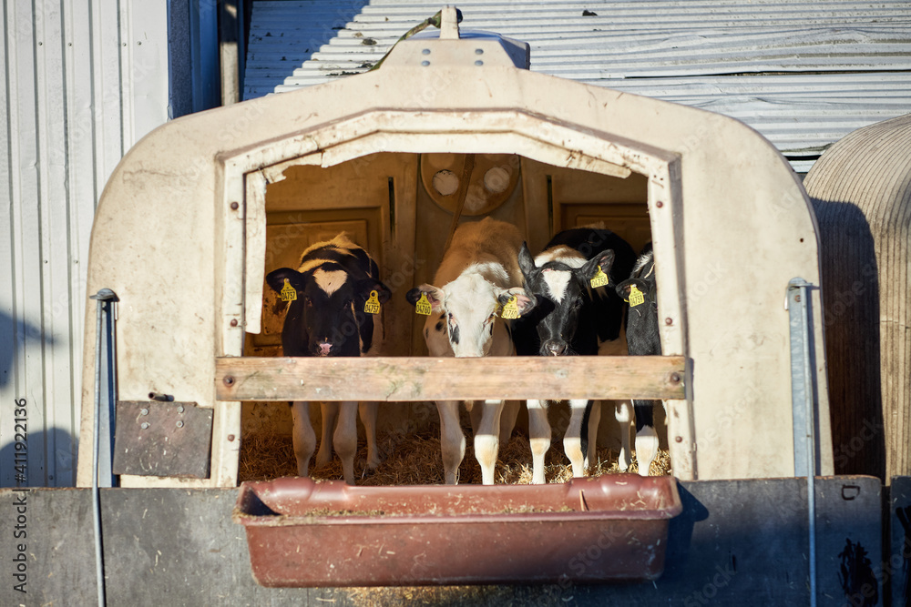 Calf Care. Dairy farm management and calf feeding. Feeding roughage and concentrate for dairy calves in a dairy farm.