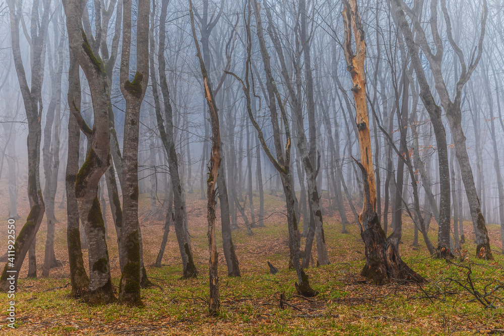 Fototapeta premium Trees with fallen leaves in the fog