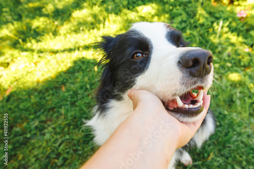 Woman hand stroking puppy dog border collie in summer garden or city park outdoor. Close up dog portrait. Owner playing with dog friend. Love for pets friendship support team concept. © Юлия Завалишина