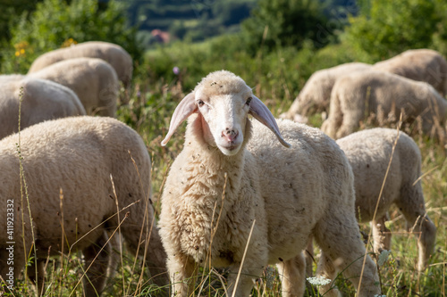 Weideschafe im Schwarzwald, Schafe auf Weide
