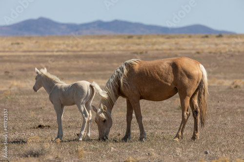 Wild Horse Mare and Foal in the Utah Desert