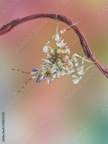 Pseudocreobotra wahlbergii flower mantis isolated on natural background  photo