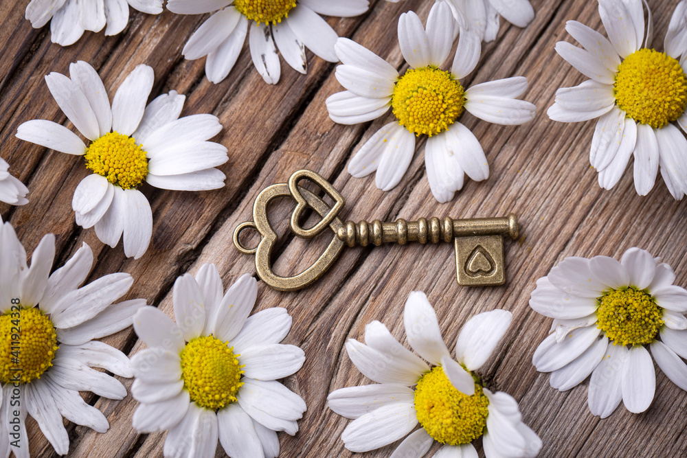 Obraz premium Golden padlock hearts with white daisy. Lock and key.