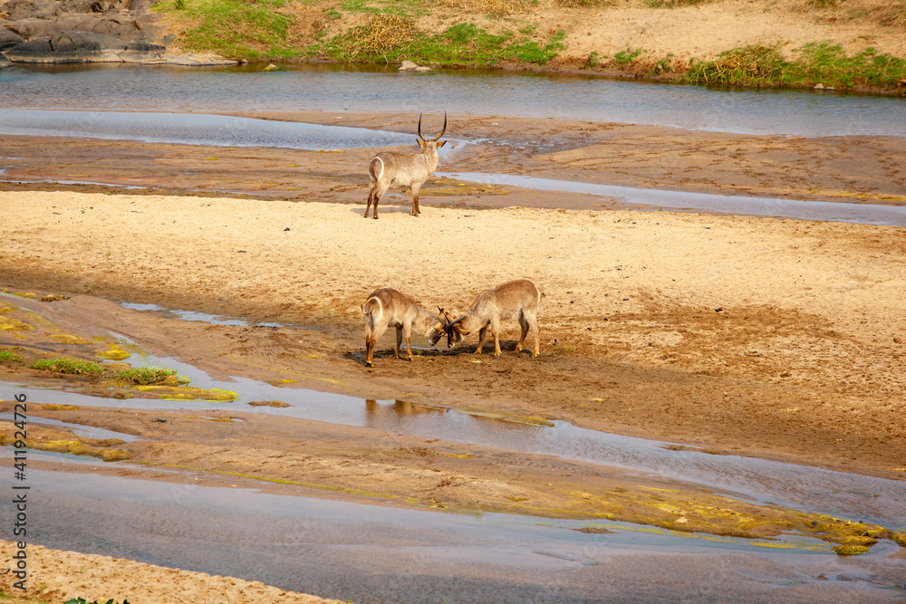 Waterbuck standing in the riverbed of the Olifants river in the Kruger national park, South Africa.