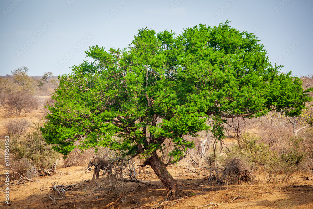 An elephant stands next to a tall tree on a ribver bank in the Kruger national park. An elephant stands next to a tall tree on a ribver bank in the Kruger national park.