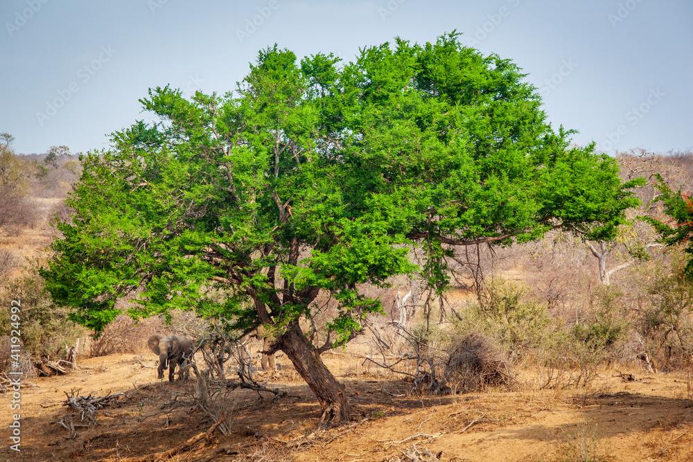 An elephant stands next to a tall tree on a ribver bank in the Kruger national park.