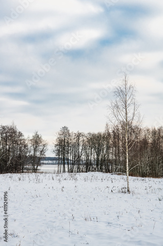 Birch grove on the lake shore © andrey_iv