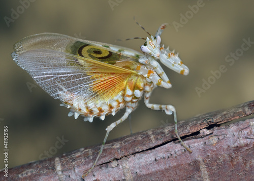 Amazing colorful Pseudocreobotra wahlbergii female. Spiny Flower Mantis show wings 