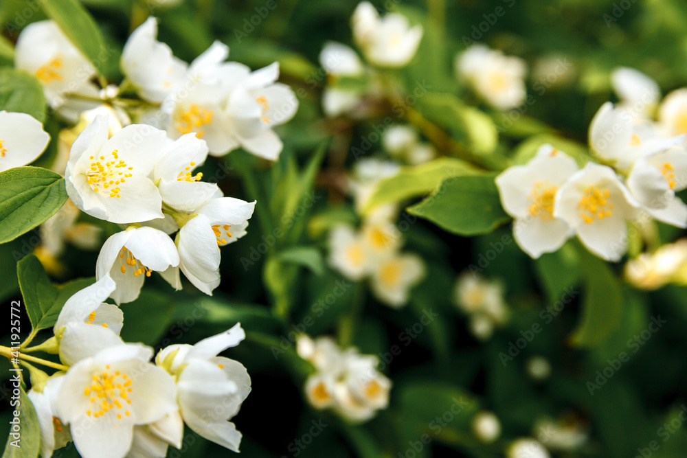 Beautiful white jasmine blossom flowers in spring time. Background with flowering jasmin bush. Inspirational natural floral spring blooming garden or park. Flower art design. Aromatherapy concept.