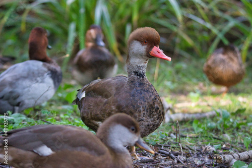duck and ducklings