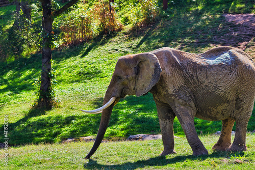 elephant in the zoo