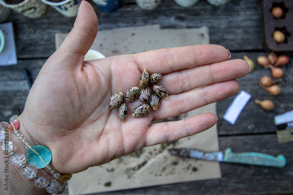 castor bean seeds in a woman's hand