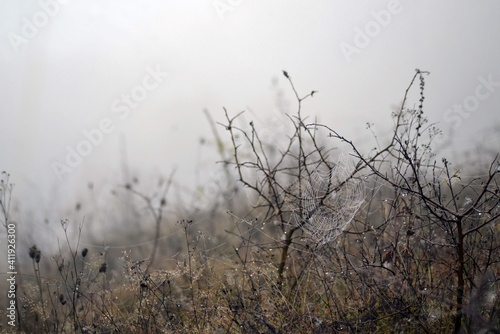 spider web adorned with drops of water in autumn fog
