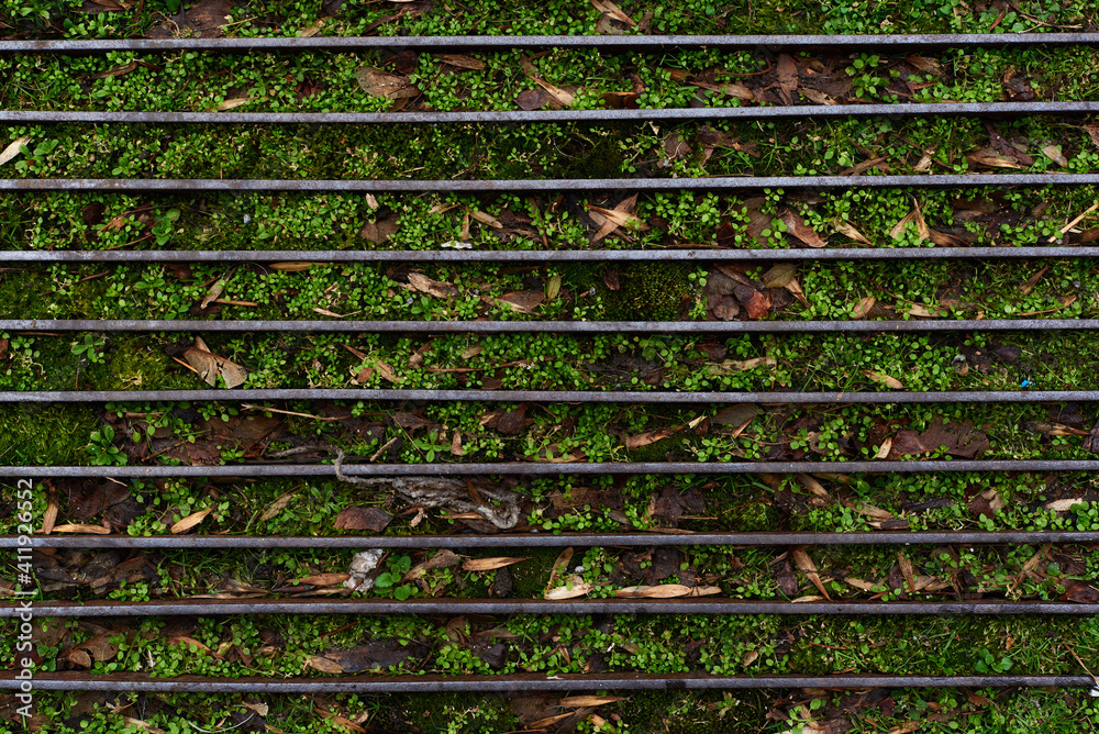 Green weeds growing through metal frame footpath summer autumn spring concept nature with copy space for text Green weeds growing through metal frame footpath summer autumn spring concept nature with copy space for text