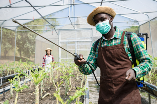 Africa American farmers are using aerosol sprays, bio-liquid fertilizers or organic fertilizers in the kale field to prevent pests and promote growth. Agriculture concept photo