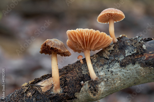 Edible mushroom Tubaria furfuracea in the floodplain forest. Known as scurfy twiglet. Wild mushrooms growin on the wood.