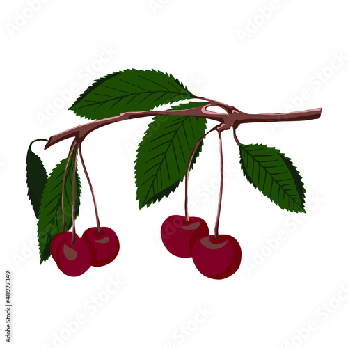Vector cherry branch with berries and foliage. Cherry is a bright color with green leaves isolated on a white background.