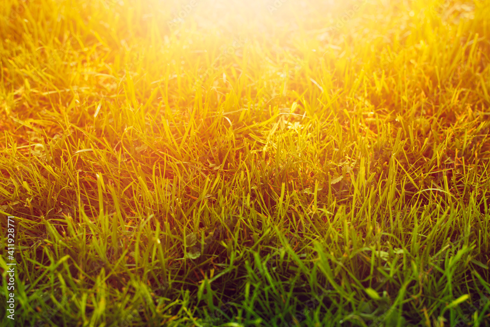 Green lawn in garden during summer. High quality photo.