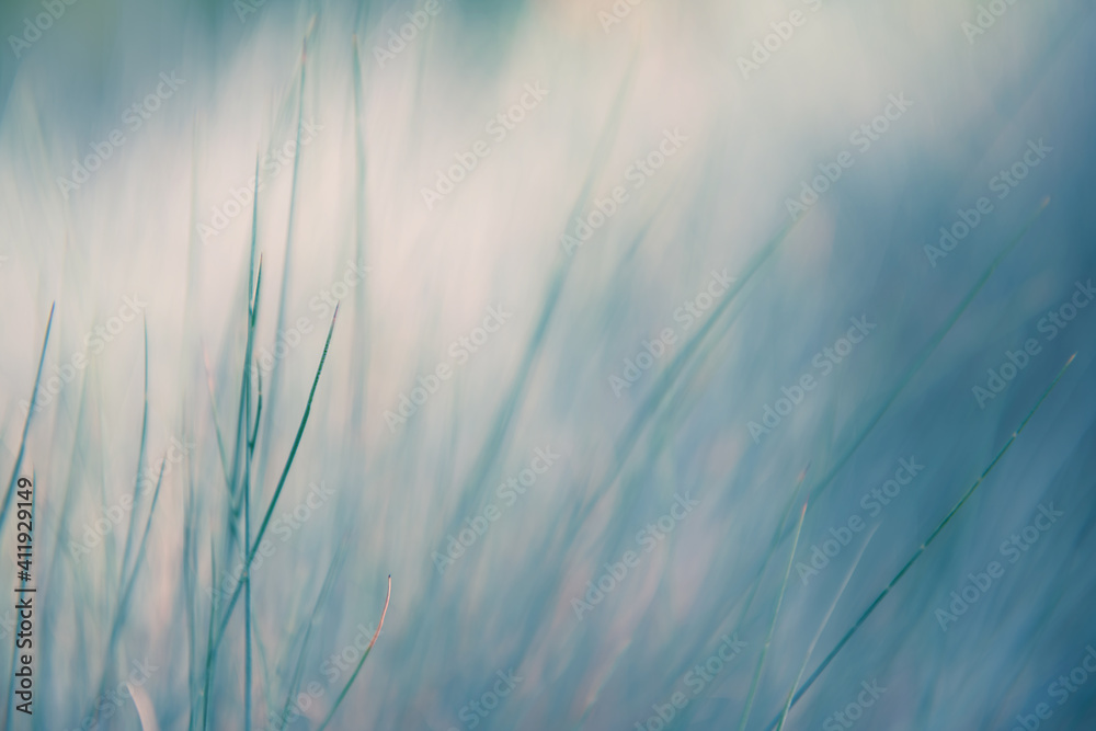 Wild blue grasses in a forest. Macro image, shallow depth of field. Abstract nature background