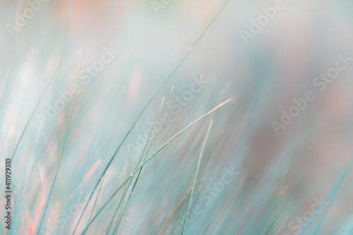 Wild grasses in a forest. Macro image, shallow depth of field. Abstract nature background #411929310