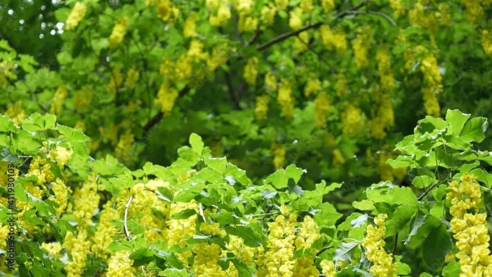 Laburnum anagyroides. Branches with beautiful yellow hanging flowers of golden rain tree. Beautiful golden chain in spring forest in nature background. Laburnum anagyroides. Branches with beautiful yellow hanging flowers of golden rain tree. Beautiful golden chain in spring forest in nature background.