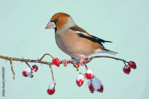 Hawfinch, coccothraustes coccothraustes, sitting on twig in autumn nature. Small brown bird resting on branch with red berries in fall. Feathered animal looking on bough.