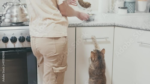 Hungry striped red cat requests to eat, standing on its hind legs.
