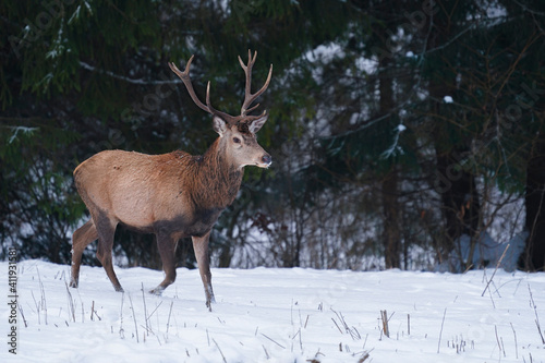 Adult red deer, cervus elaphus, posing in wintry weather. Attentive ruminant with beautiful antlers having a guard during snowing season. Wild animal showing its dominance. © Ivan