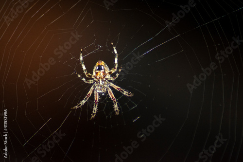 Spider Night Web Closeup