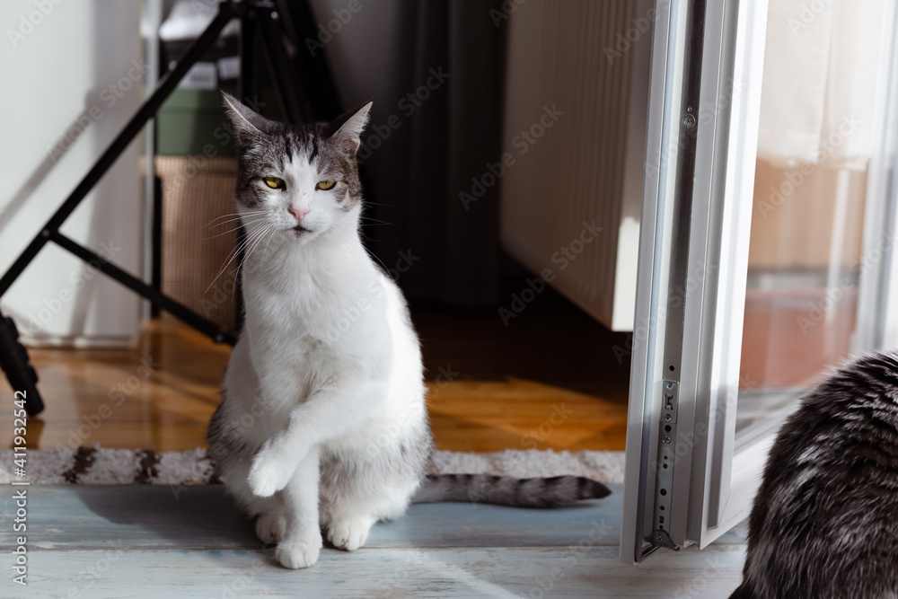Funny looking cat standing by the balcony door on room floor, keeping one leg in the air and staring in camera