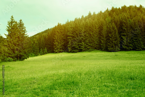 Green meadow and mountain forest in background.High quality photo