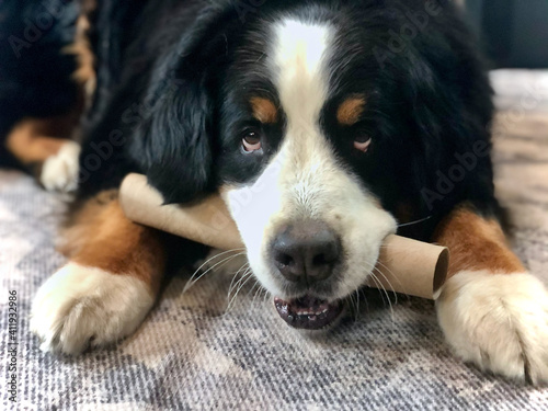 Bernese Mountain Dog with Paper Towel Tube