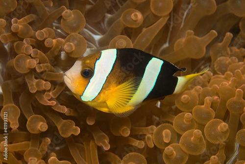Clark’s anemonefish (Amphiprion clarkii) near Kapalai, Malaysia