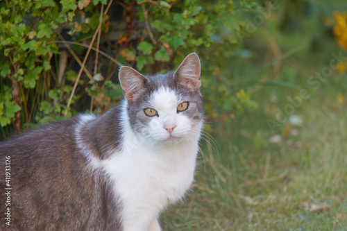 Gray and white cat with intense yellow eyes in the garden