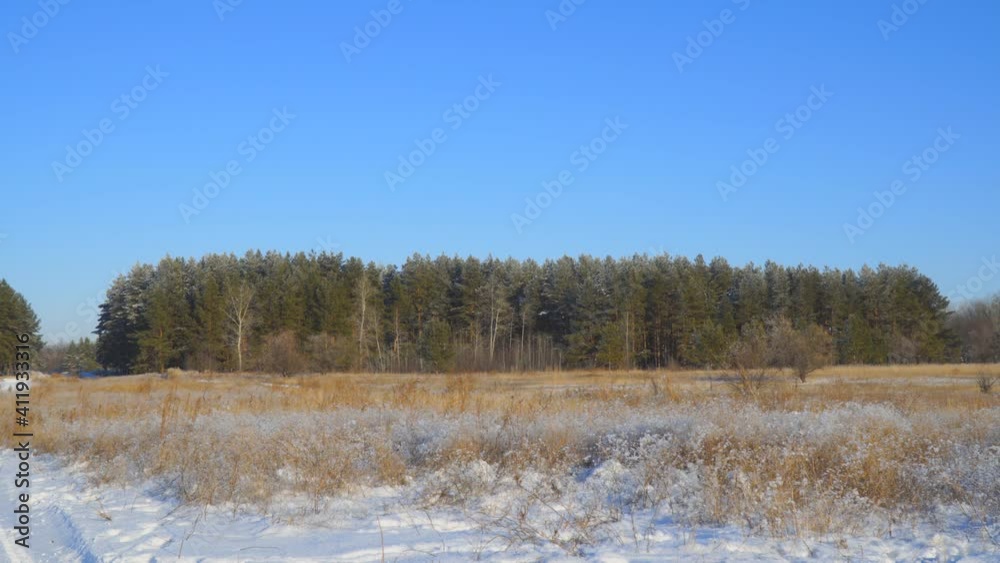 View of a winter pine forest in front of a large meadow with dry grass covered with snow against the blue sky View of a winter pine forest in front of a large meadow with dry grass covered with snow against the blue sky