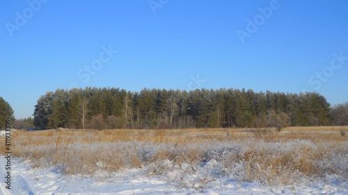 Wallpaper Mural View of a winter pine forest in front of a large meadow with dry grass covered with snow against the blue sky Torontodigital.ca