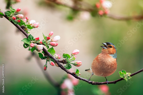 spring bird finch sits on a branch of a blooming pink apple tree and sings