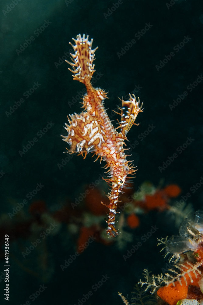 Harlequin ghost pipefish (Solenostomus paradoxus) hovering over the reef near Kapalai, Malaysia Harlequin ghost pipefish (Solenostomus paradoxus) hovering over the reef near Kapalai, Malaysia
