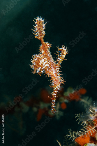 Harlequin ghost pipefish (Solenostomus paradoxus) hovering over the reef near Kapalai, Malaysia