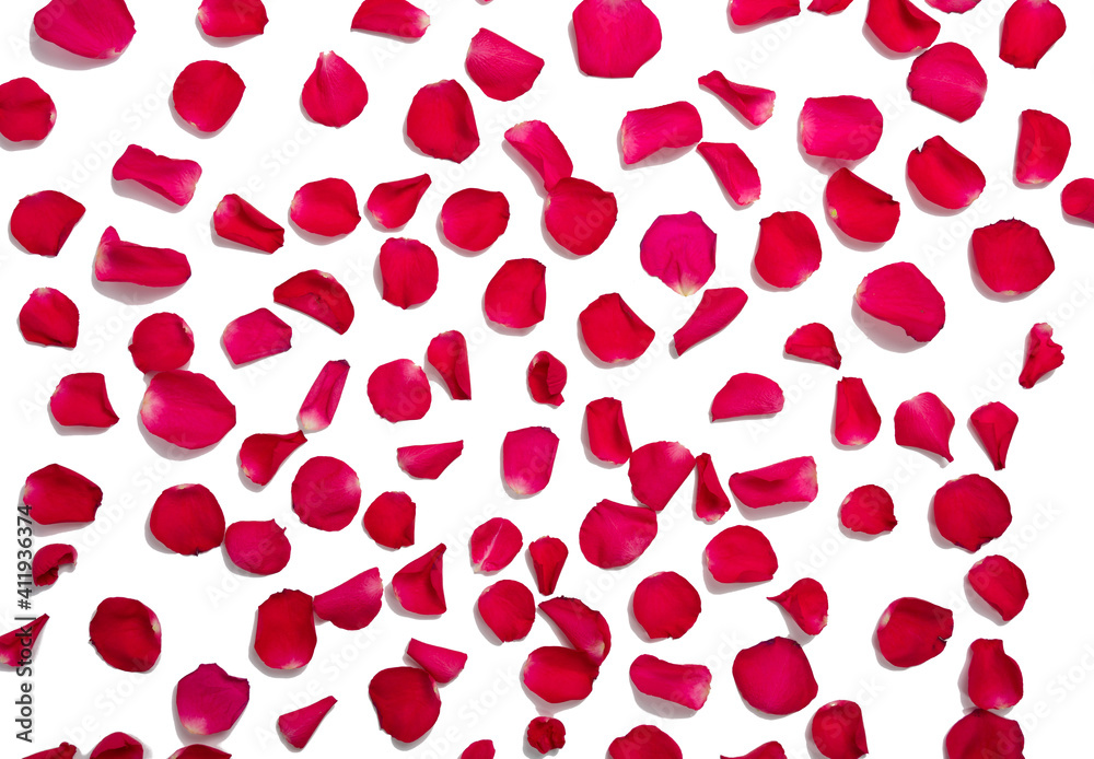 background and texture of bright red rose petals. copy space. flat lay.