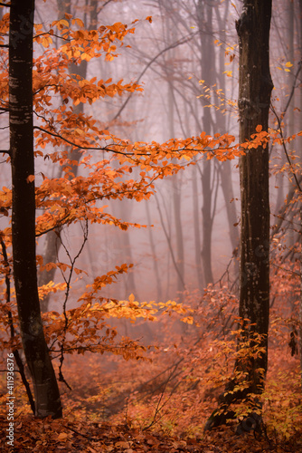 autumn foggy landscape in the middle of a wild deciduous forest. amazing multicolored leaves in the wild