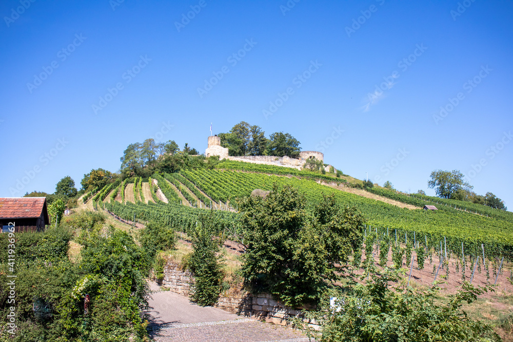 View of vineyards in Weinsberg, Baden Wuerttemberg with the ruins of the Weibertreu castle in the background