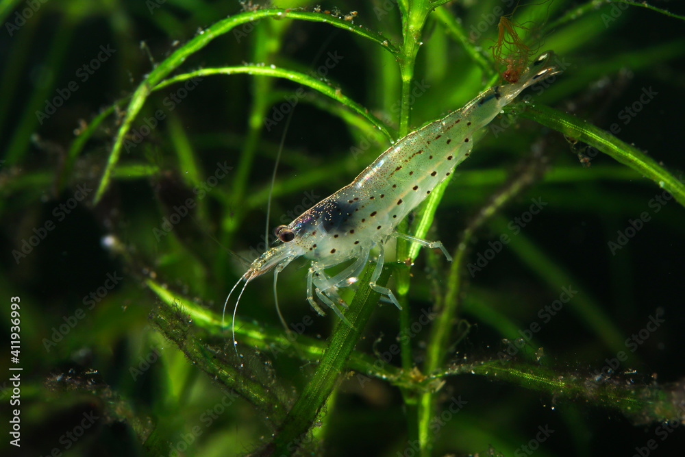 Amano shrimp, Caridina multidentata on the freshwater plant Amano shrimp, Caridina multidentata on the freshwater plant