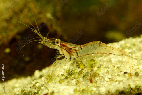 Photography Transparent Yamato shrimp, Caridina multidentata on the freshwater pond