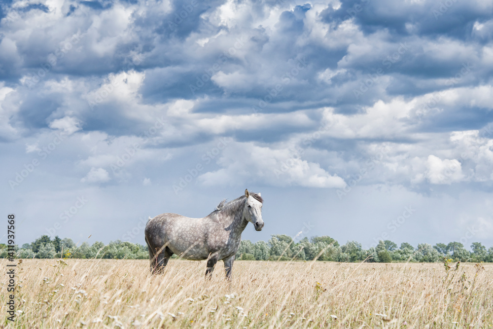 Obraz premium beautiful white horse
