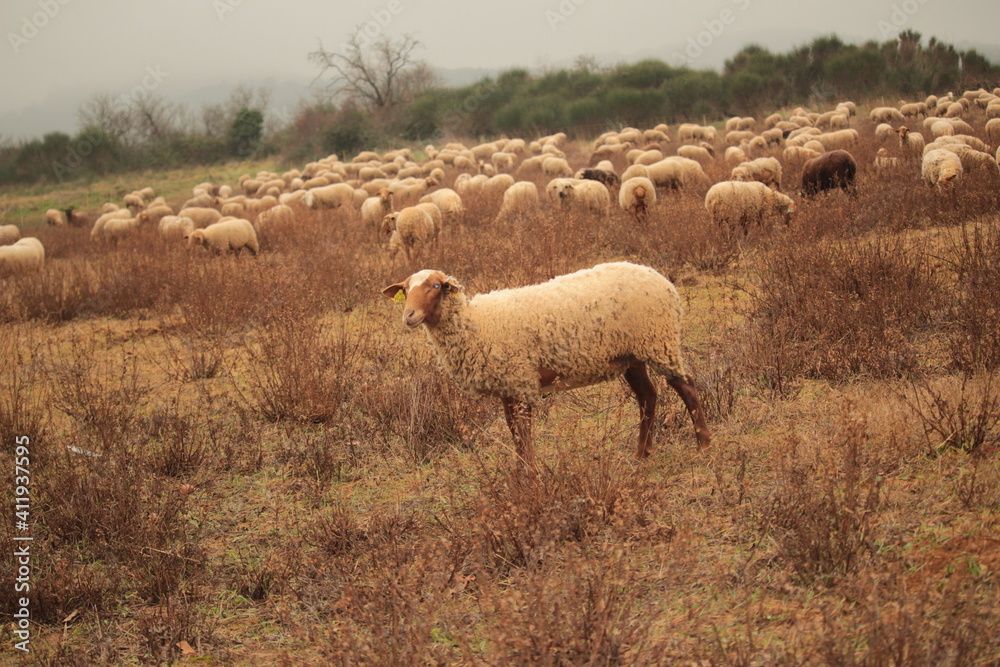 Obraz premium moutons
