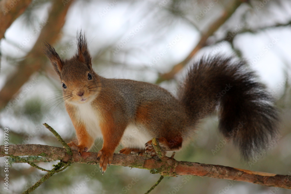 Close-up Of Squirrel On Branch